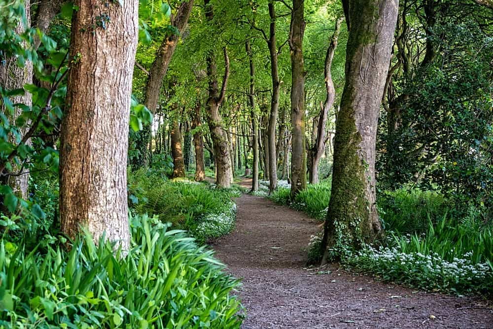 Courtmacsherry Woods