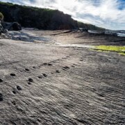 Valentia Island Tetrapod Footprints